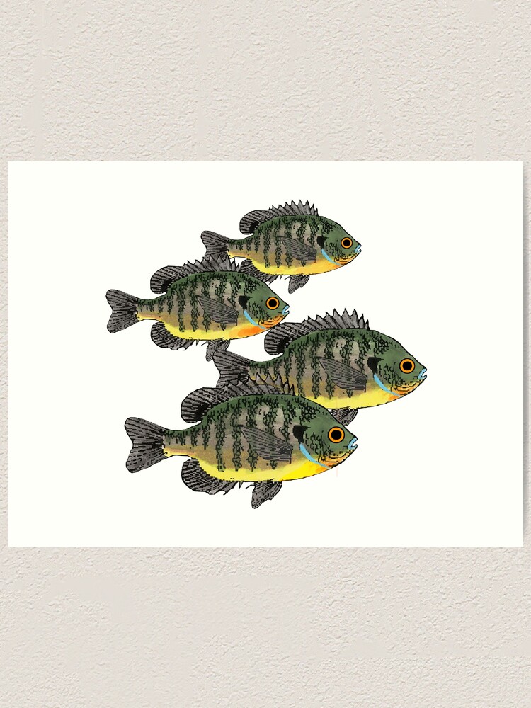 Bluegill Fish Print Set, Set of 4, Bream Fish Wall Art Carp