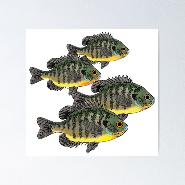 Bluegill Sunfish School Poster for Sale by fishfolkart