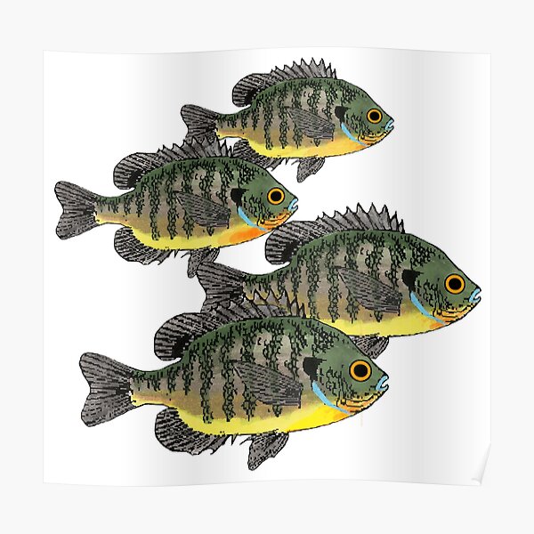 Bluegill Sunfish School Poster