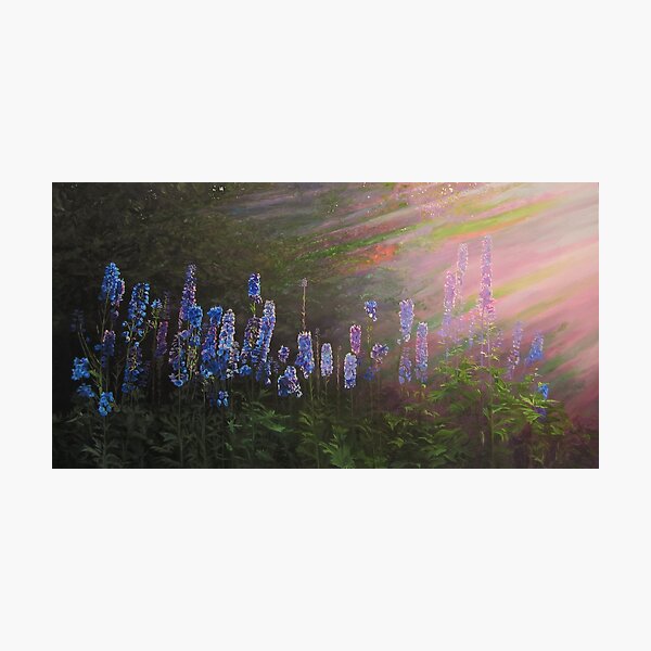 Delphiniums Backlit By Evening Sunlight Photographic Print