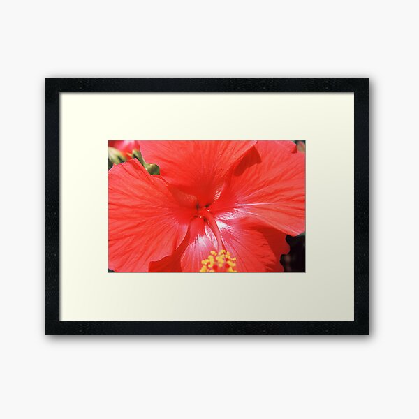 Hibiscus-Flower Of Summer Framed Art Print