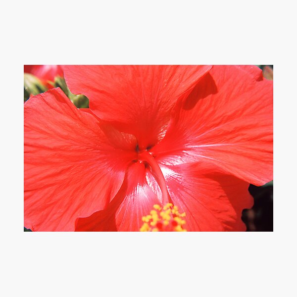 Hibiscus-Flower Of Summer Photographic Print