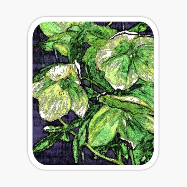Hellebores Sticker