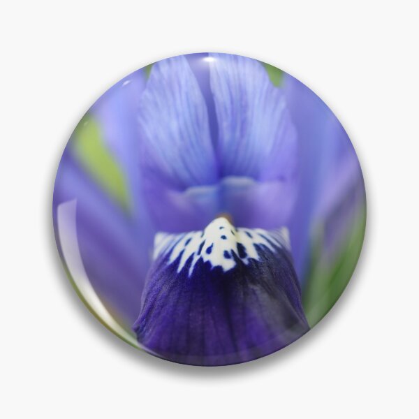 Item preview, Iris  'Fabiola'  Reticulata   designed and sold by Chris Burrows.