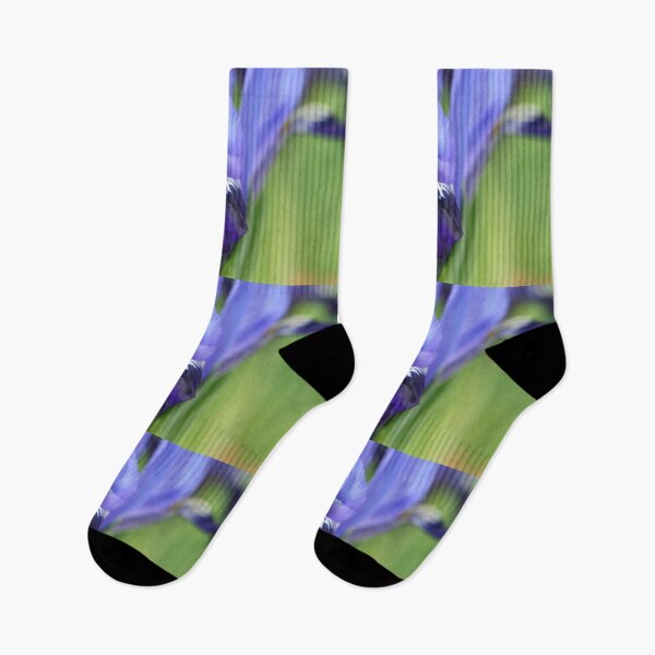 Item preview, Iris  'Fabiola'  Reticulata   designed and sold by Chris Burrows.