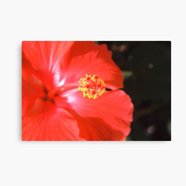 A Hummingbird's Sweet Spot Canvas Print