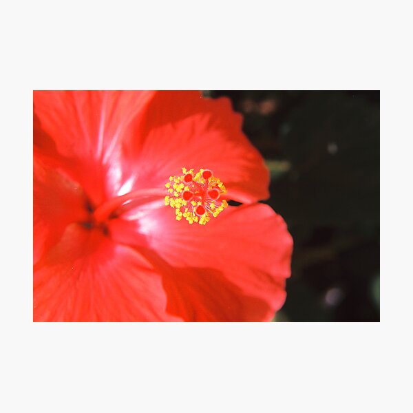 A Hummingbird's Sweet Spot Photographic Print