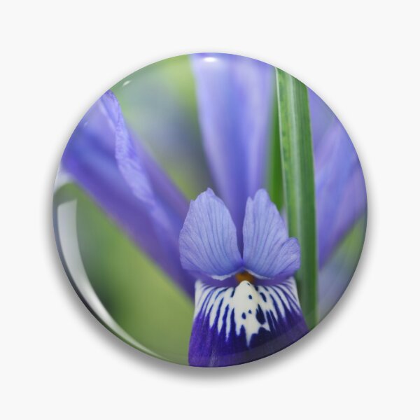Item preview, Iris 'Fabiola' Reticulata designed and sold by Chris Burrows.