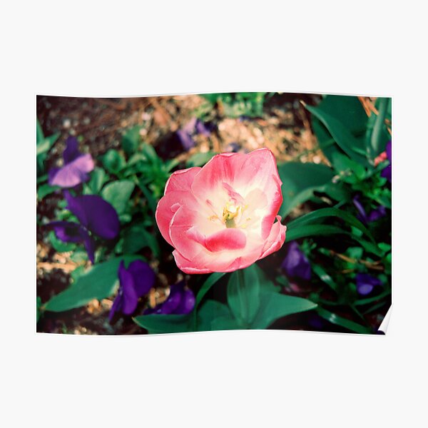 Petal Awakening Poster