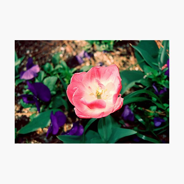 Petal Awakening Photographic Print