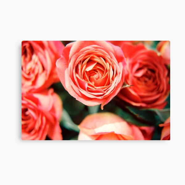 Rose Bouquet Canvas Print