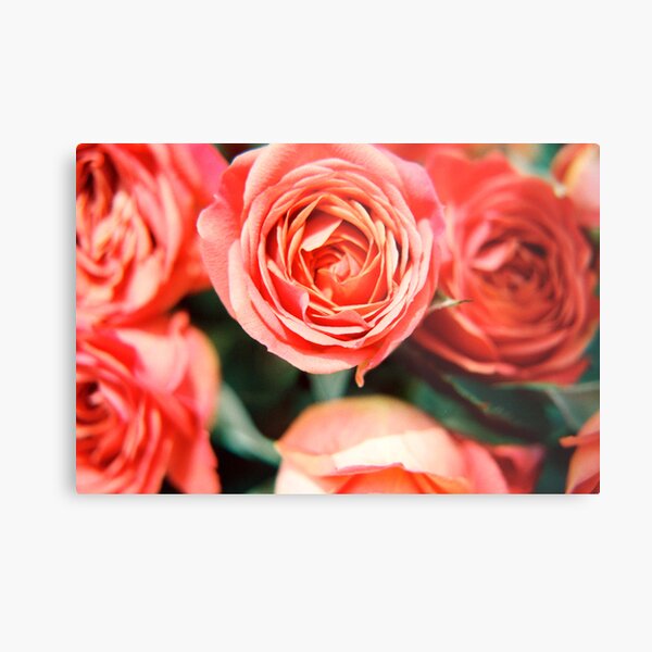 Rose Bouquet Metal Print