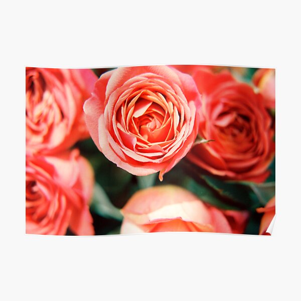 Rose Bouquet Poster