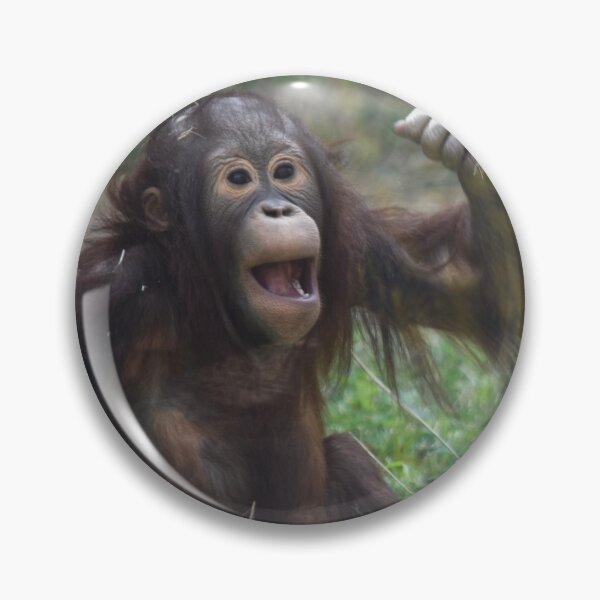 Item preview, Orangutan Redd at the National Zoo designed and sold by Zoo and Nature Photography by Karie.