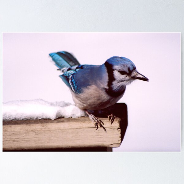 Bluejay Posing For A Nut Poster