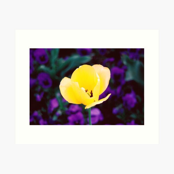 Sunny Side Up Art Print