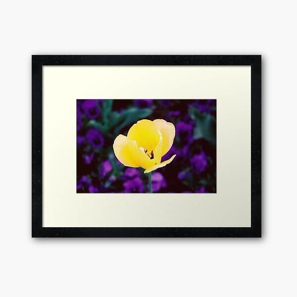 Sunny Side Up Framed Art Print