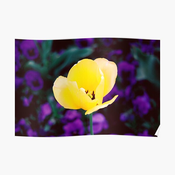 Sunny Side Up Poster