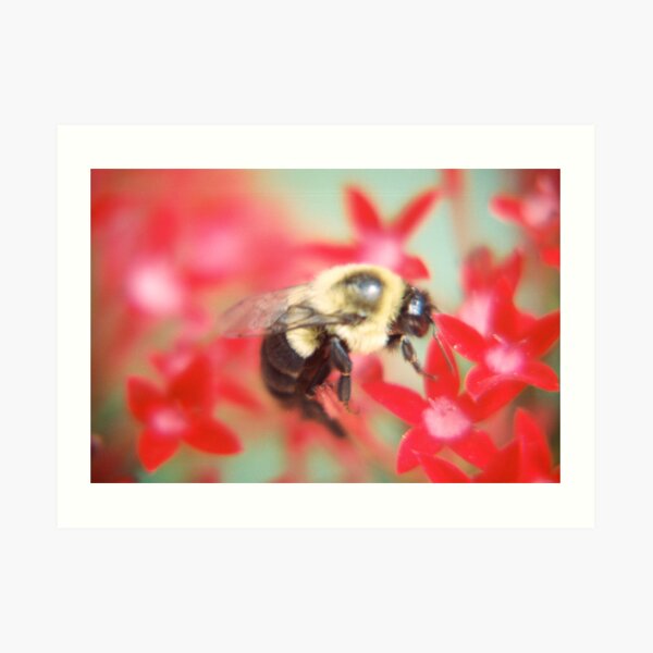 Bumblebee Hard At Work Art Print