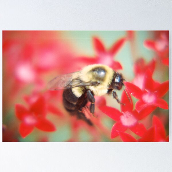 Bumblebee Hard At Work Poster