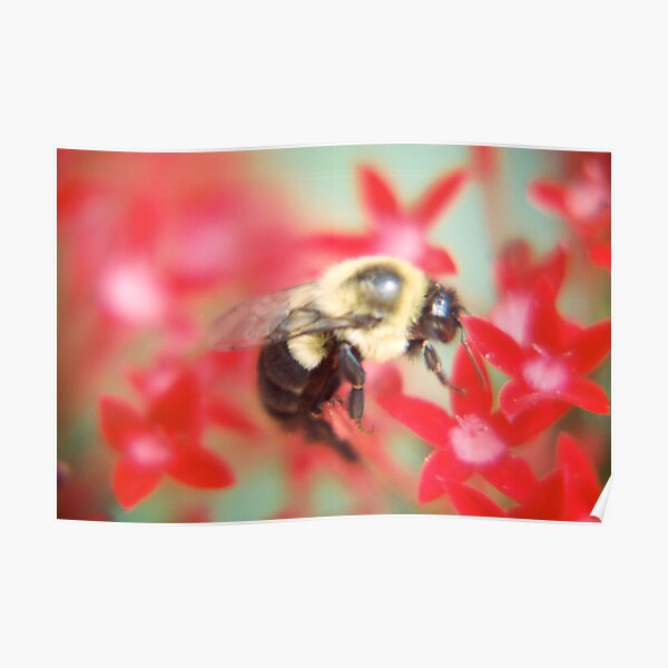Bumblebee Hard At Work Poster
