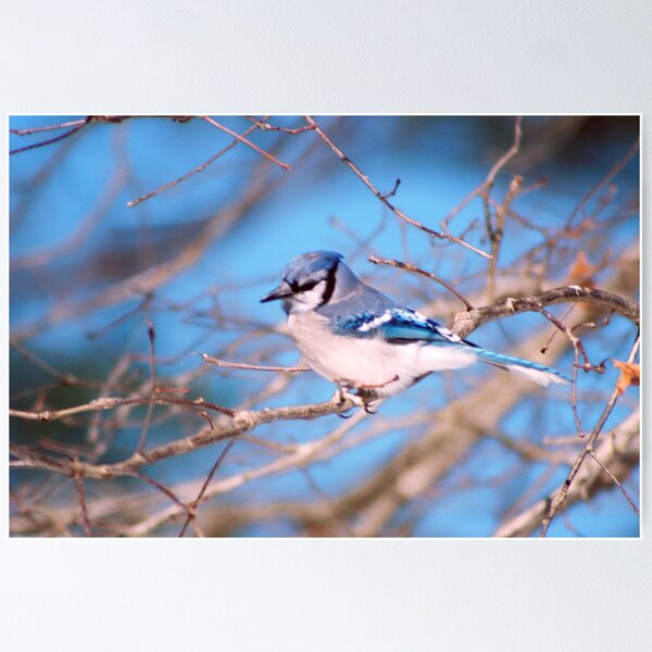 Blue Skies And Bluejays Poster