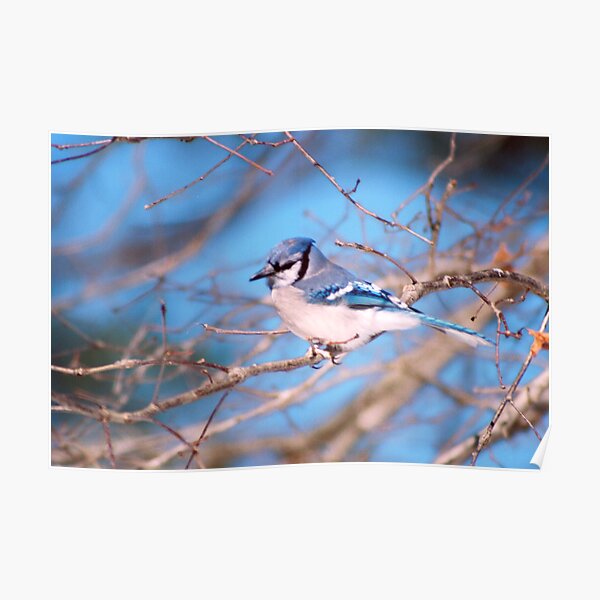 Blue Skies And Bluejays Poster
