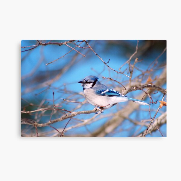 Say Peanuts Canvas Print