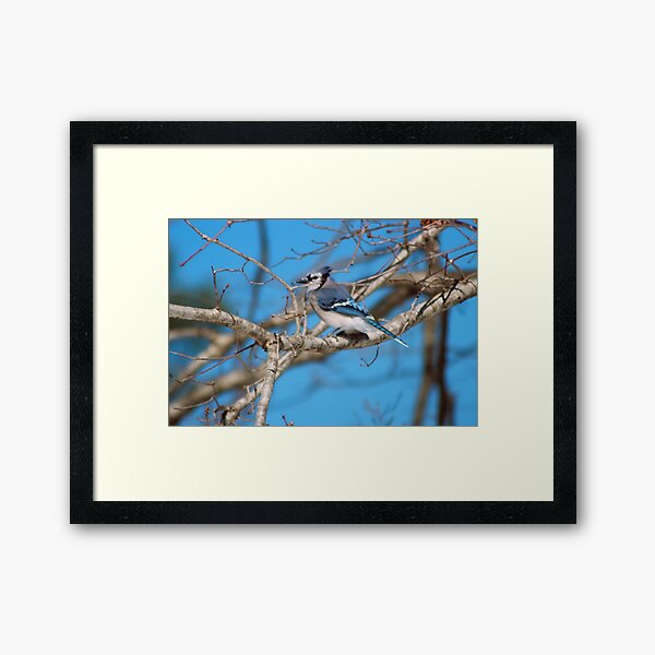 Brilliant, Blue, And Ready For His Reward Framed Art Print