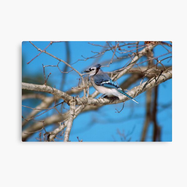 Brilliant, Blue, And Ready For His Reward Canvas Print