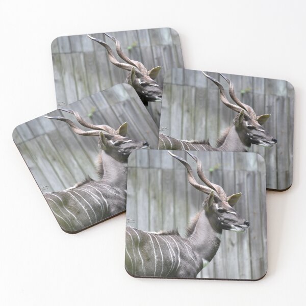 Item preview, Lesser Kudu at the National Zoo designed and sold by Zoo and Nature Photography by Karie.
