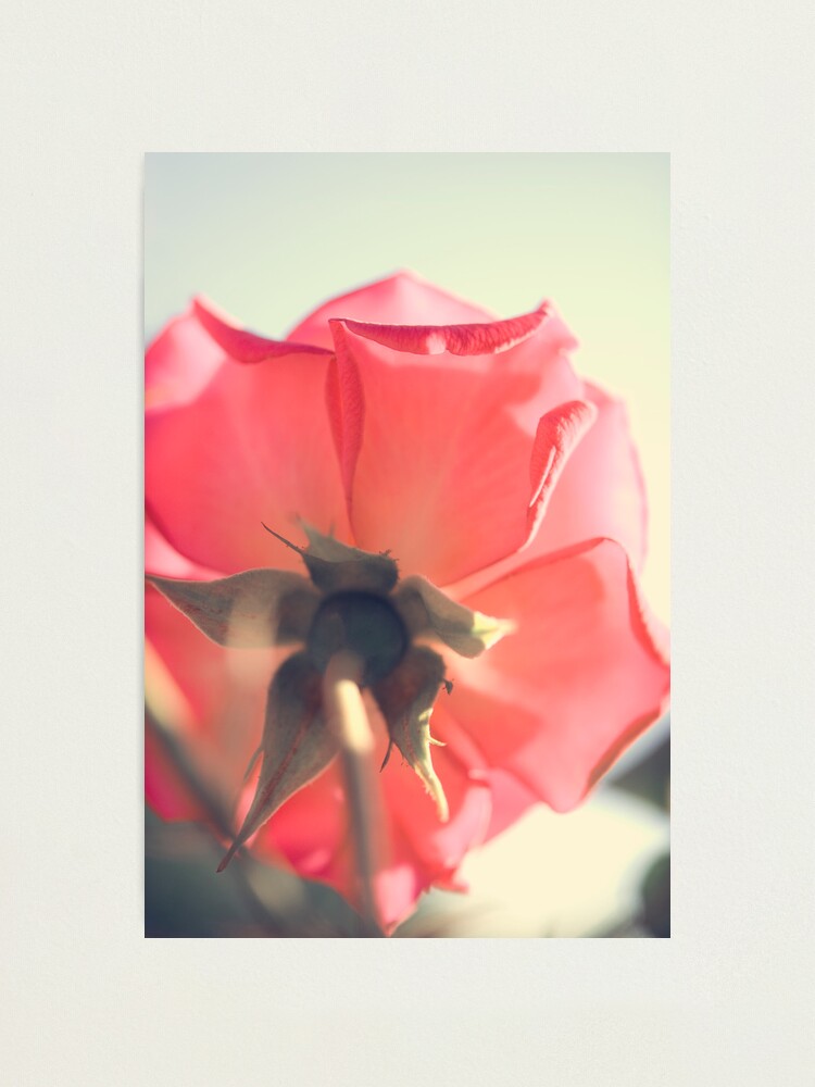 Alternate view of Day 333 - 7th June 2012 Photographic Print