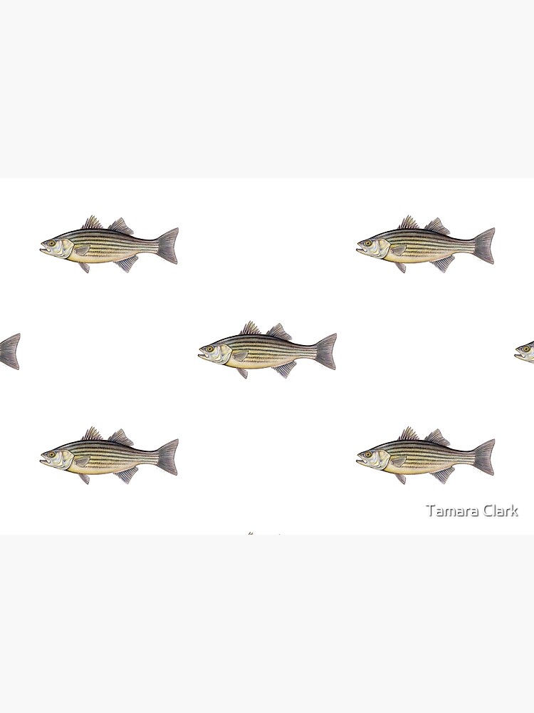 Striped Bass (Morone saxatilis) by edenart