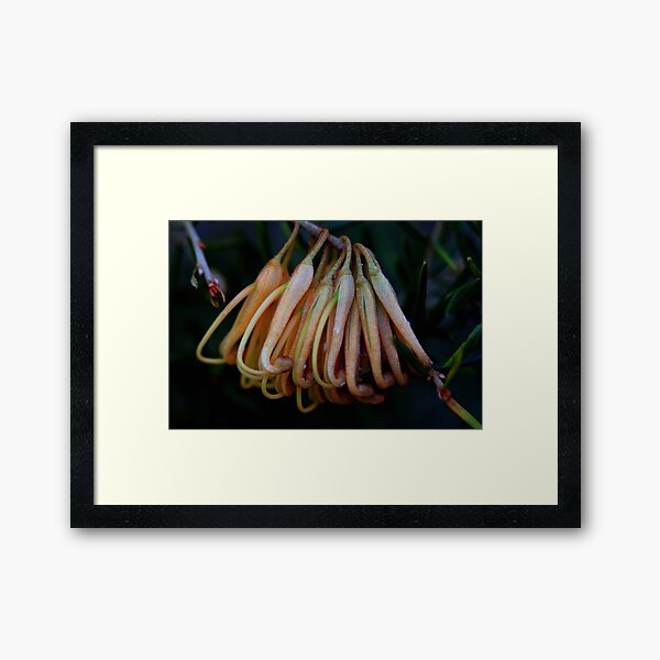 Item preview, Grevillea Juniperina  designed and sold by andrachne.