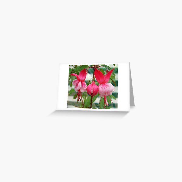 Elegant Fuchsia Greeting Card