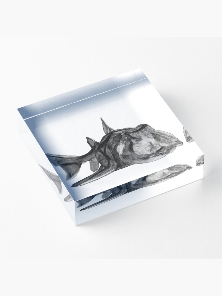 Alternate view of Jack the Port Jackson Shark Acrylic Block