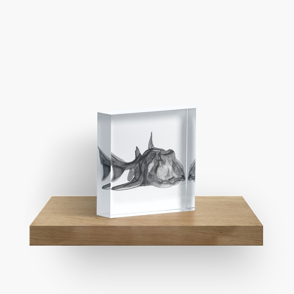 Jack the Port Jackson Shark Acrylic Block