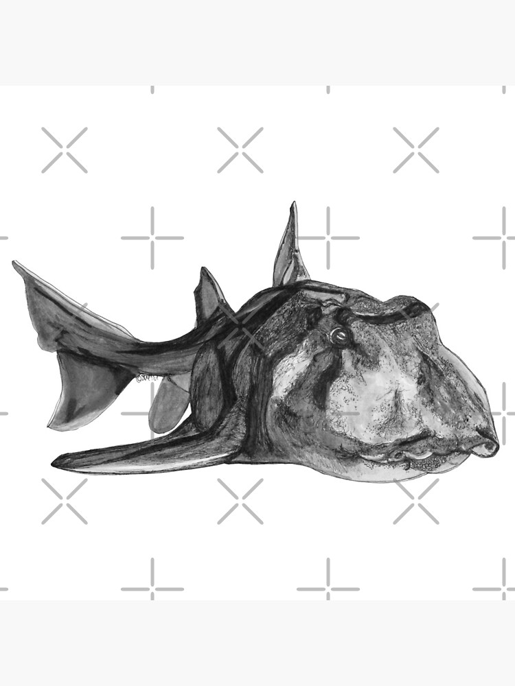 Jack the Port Jackson Shark by Wildcard-Sue