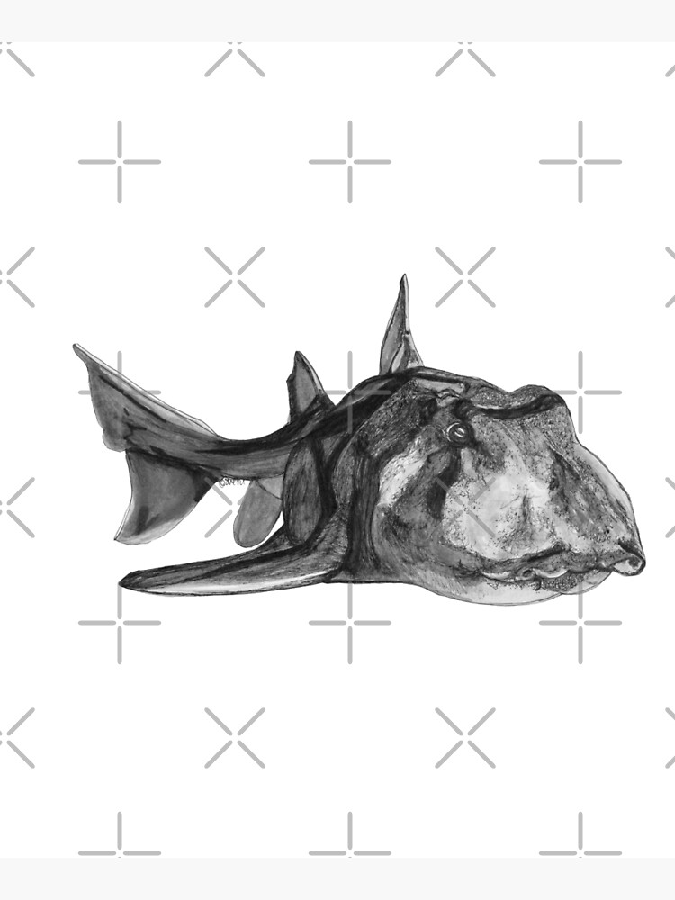 Jack the Port Jackson Shark by Wildcard-Sue