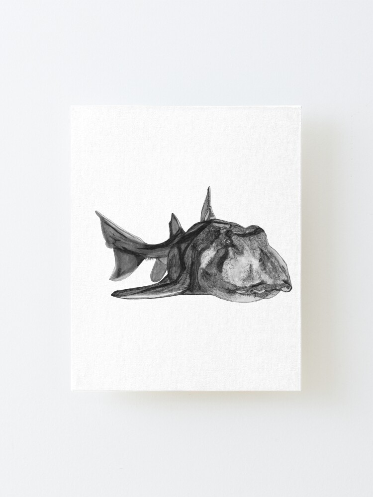 Alternate view of Jack the Port Jackson Shark Mounted Print