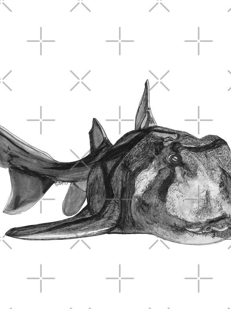 Jack the Port Jackson Shark by Wildcard-Sue