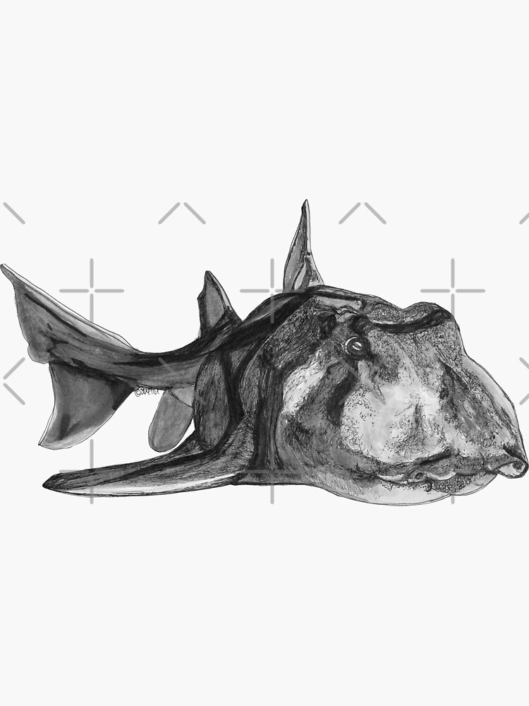 Jack the Port Jackson Shark by Wildcard-Sue
