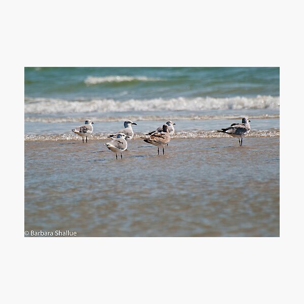 Enjoying the Seabreeze Photographic Print
