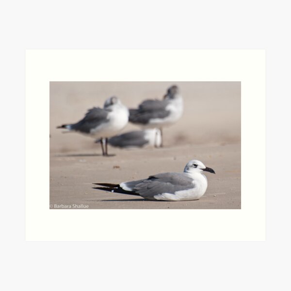 Guard Gull Art Print