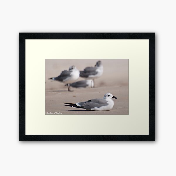 Guard Gull Framed Art Print