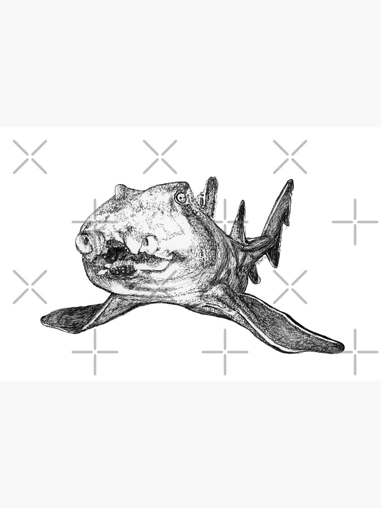 Gracie the Port Jackson Shark by Wildcard-Sue