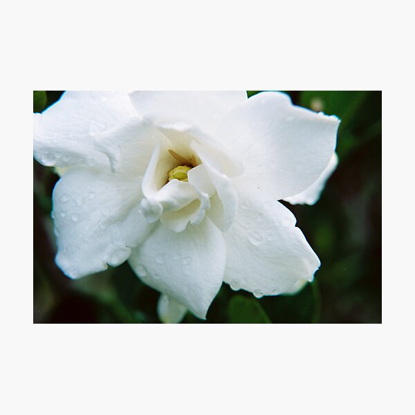 Dew Drops In The Flower Garden Photographic Print