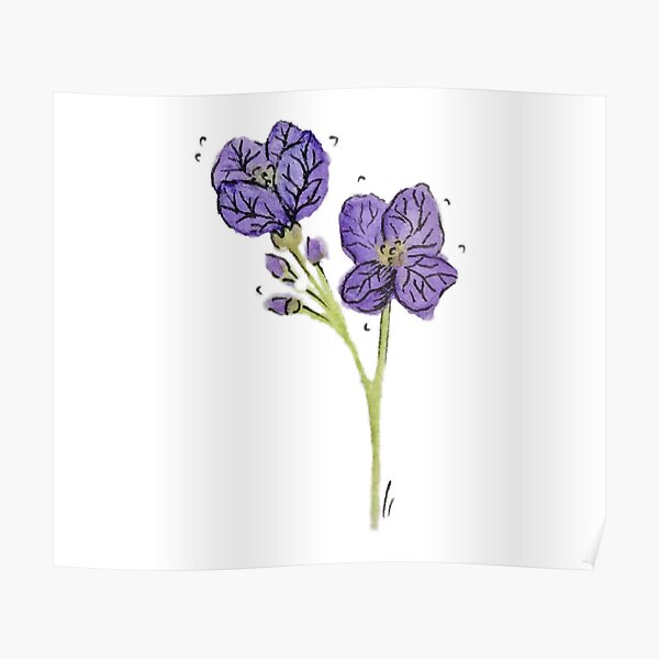 Germander Speedwell Poster