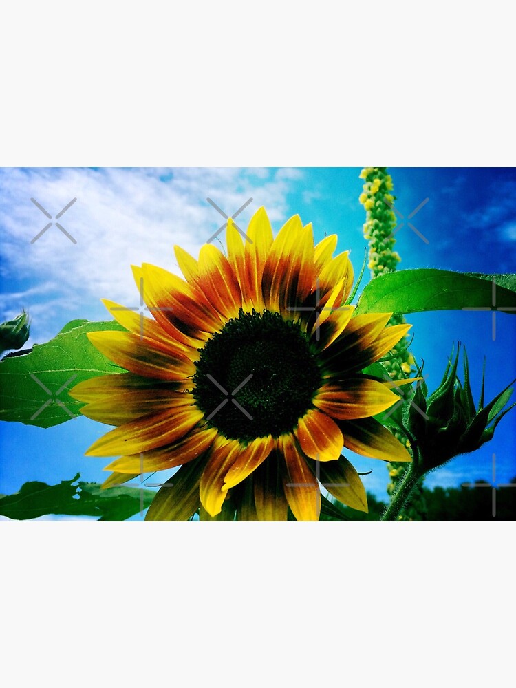 Sunflower Lover - Sunflower Art Photography by OneDayArt
