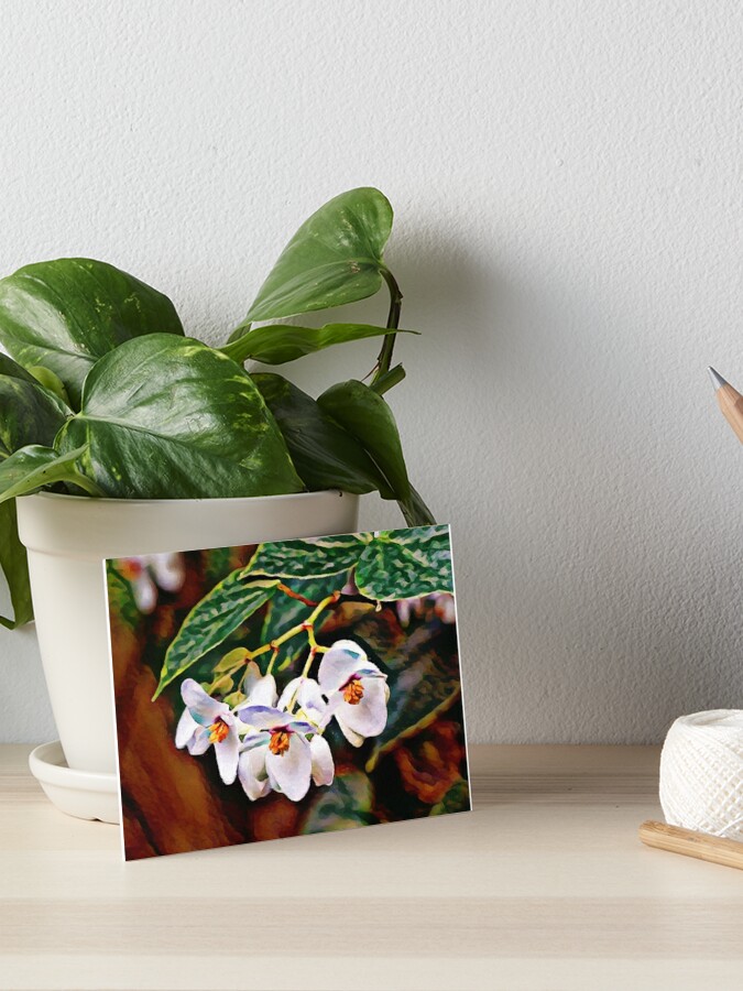 Lámina rígida « Señora brasileña - Planta de Begonia de alas de ángel |  Pintura» de ctaylorscs | Redbubble